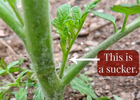 Pruning Tomato Plant Suckers | Linn Acres Farm | Bloglovin’