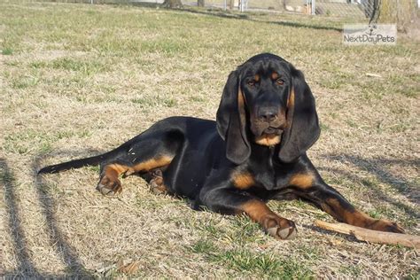 Booking For This: Black and Tan Coonhound puppy for sale near Fort ...