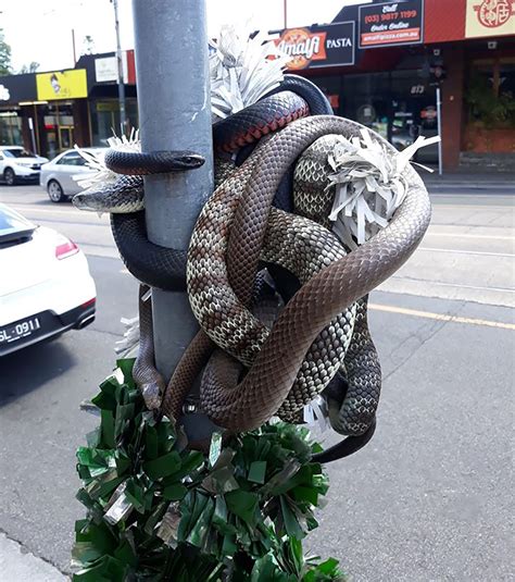 Group of Deadly Snakes Wrapped Around Christmas Tree on Australian ...