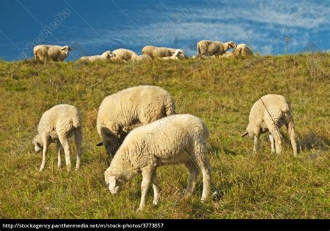 sheep in the pasture - Stock Photo - #3773857 | PantherMedia Stock Agency