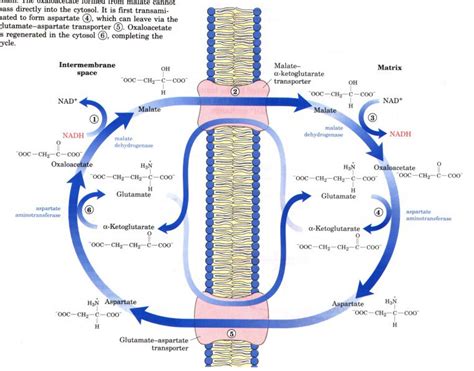 malate aspartate shuttle