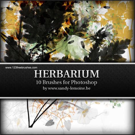 Floral Decorative | Adobe Photoshop Brushes Free Download Photoshop ...