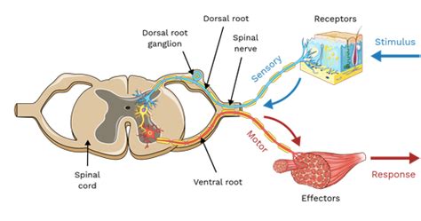 Spinal Nerve Roots - Labster