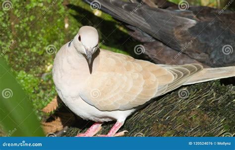 Close Up Image of a Barbary Dove Stock Photo - Image of wildlife, beak ...