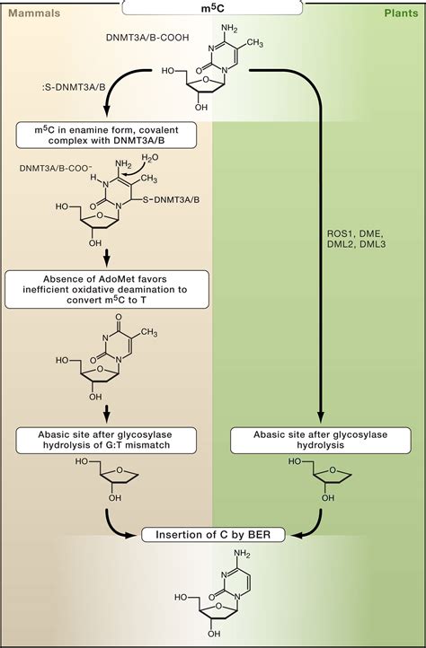 The Colorful History of Active DNA Demethylation: Cell