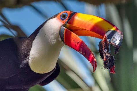 Toucan eating a baby bird : r/awwwtf