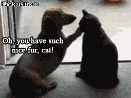 cat and dog funny gif | WiffleGif