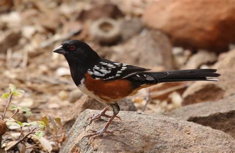 Spotted Towhees in Julian - Greg in San Diego