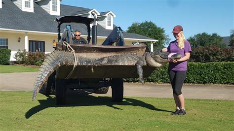 Massive One-eyed Gator "Chubbs" Captured in Florida Golf Course ...