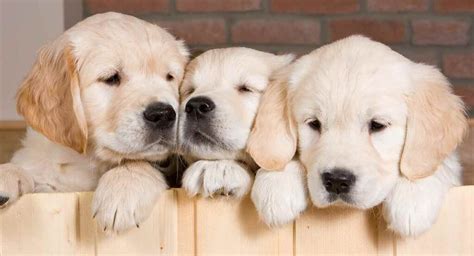 Best Golden Retriever Names - Awesome Ideas For Perfect Puppies