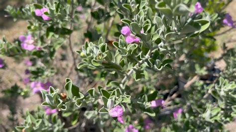 Plant nursery opening with native plants from South Texas