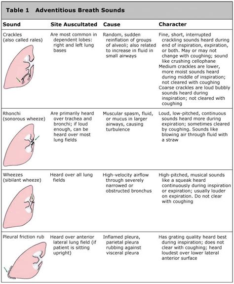 Table 1 Adventitious Breath Sounds | Breath sounds, Nursing mnemonics, Respiratory system