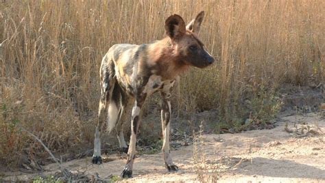 African Wild Dogs: Uncover the Mysteries of this Intriguing Predator