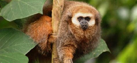 Andean Titi Monkey – Callicebus oenanthe | Facts About Animals