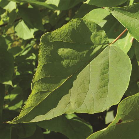 Catalpa speciosa · Earth@Home: Biodiversity