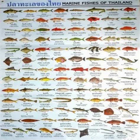 ปลาทะเลของไทย สีฟ้า Thai sea fish | LINE SHOPPING