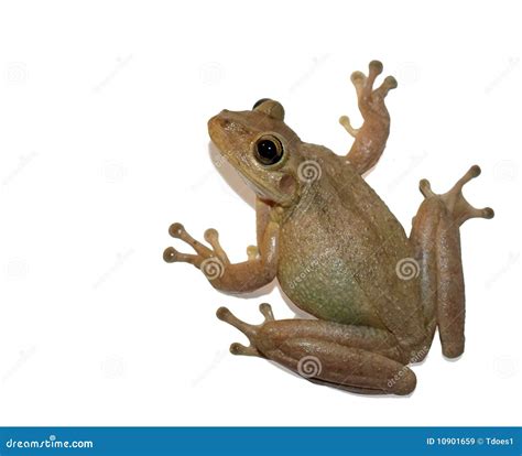 Tree frog of florida stock image. Image of jump, tree - 10901659