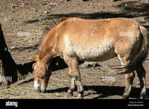 Przewalski's horse [Equus ferus]. Bronx Zoo Stock Photo - Alamy