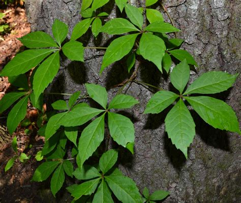 Poison Ivy Identification Chart