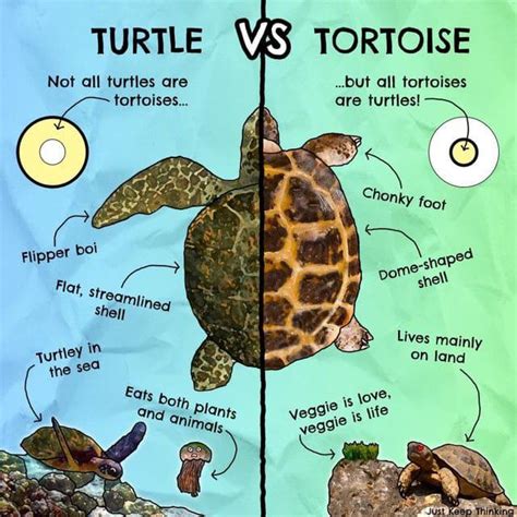 Turtle vs tortoise : r/coolguides