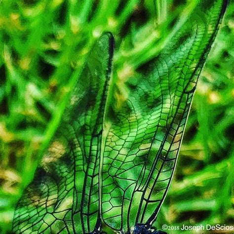 Secrets of the wing #dragonfly #wings #veins #design #nature #strength ...