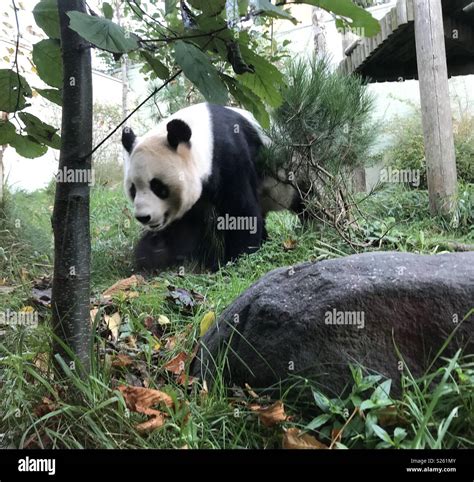 Panda Edinburgh Zoo Stock Photo - Alamy