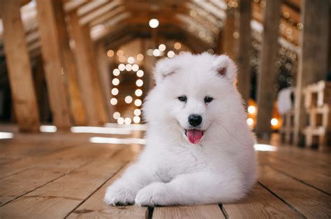 30+ Best Samoyed Breeders: Where To Find Sammies