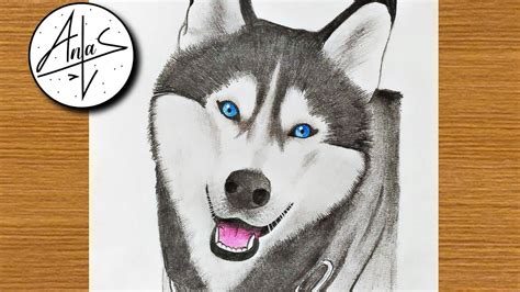 How To Draw A Husky Dog | Sketch Tutorial (step by step ) - YouTube