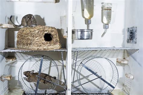 Degu Cage Setup – Create the Perfect Habitat for your Degu – thepetsavvy.com