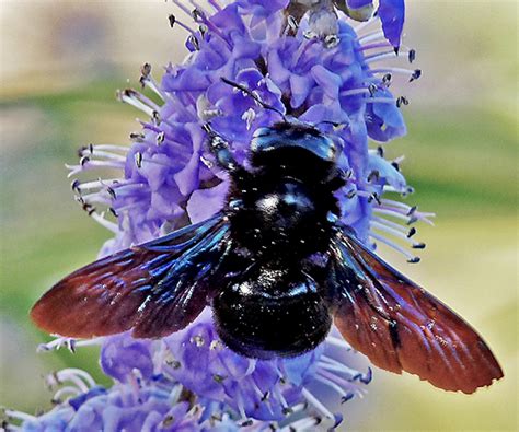 The Violet Carpenter Bee - Xylocopa Violacea - HubPages