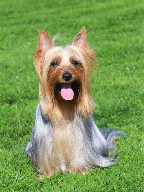 Silky Terrier Temperament, Price, Puppies & Breeder Tips