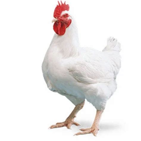 Broiler Chicken at Rs 150/kilogram | Broilers Chicken in Krishna | ID: 17465347073