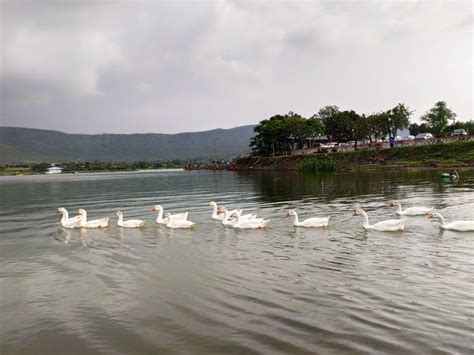 Ducks @ Kasarsai Dam, Pune, India | Travel, Dam, Best