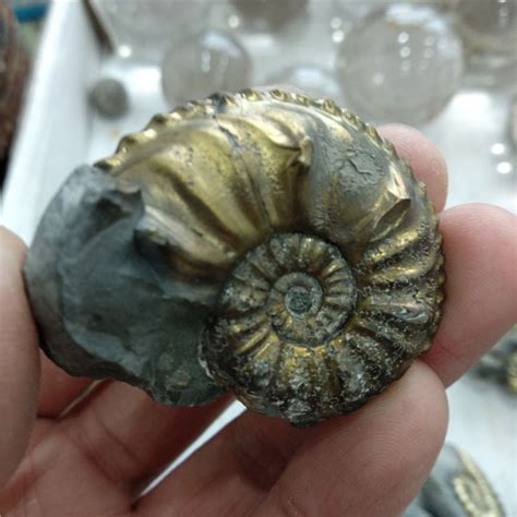 2021 DHX SW Natural Germanys Pyrite Ammonite Fossils Iron Pyritic Ammonite Fossils Mineral ...