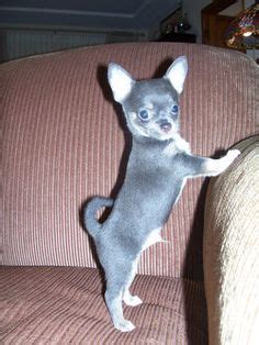 32 Blue Chihuahuas ideas | blue chihuahua, chihuahua, chihuahua love