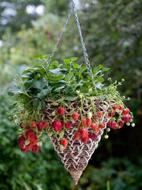 Recommendation Best Strawberry Plants For Hanging Baskets Beautiful Indoor