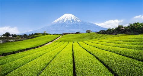 Japanese Tea Farm :: Authentic Japanese Green Teas