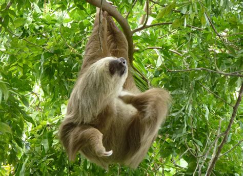 Two Toed Sloth | The Life of Animals