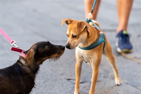 How Good is a Dog's Sense of Smell? | Cuteness