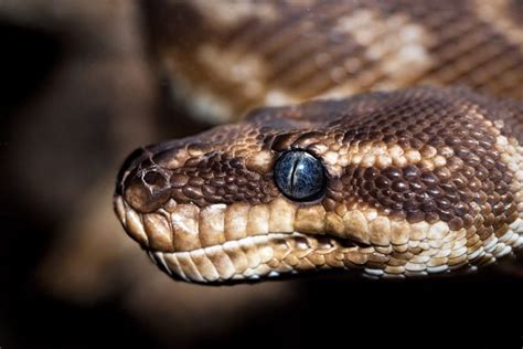 Rough-scaled python. A very rare python from NW Australia.This photo ...