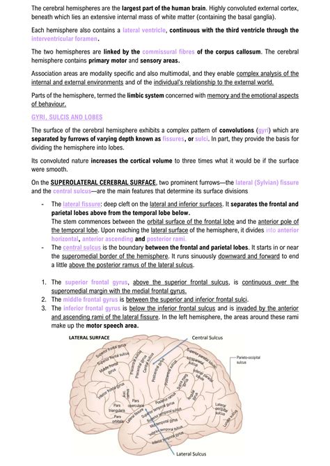 SOLUTION: HEMISPHERES, TELENCEPHALON, LOBES - Studypool