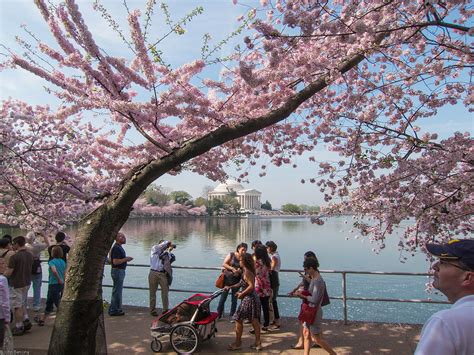 How to Get to the Cherry Blossom Trees in DC | Washington.org