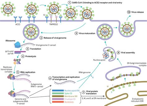 “Virology, transmission, and pathogenesis of SARS-CoV-2 - The BMJ” plus 3 more