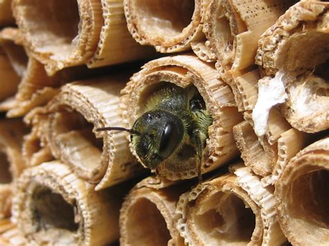 Urban Pollinators: The Bee & Bee in your garden or how to help solitary bees