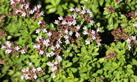 Marjoram | Diseases and Pests, Description, Uses, Propagation