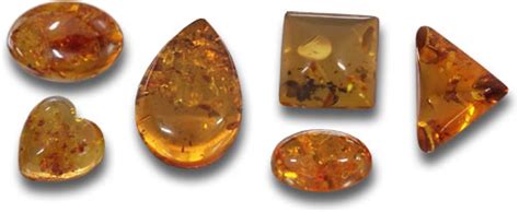 Baltic amber - Alchetron, The Free Social Encyclopedia