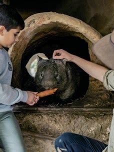 Book Ballarat Wildlife Park Tickets - Save 14%