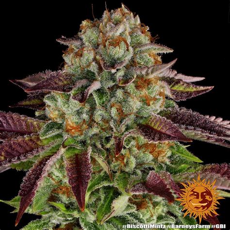 Biscotti Mintz Strain | BARNEYS FARM UK