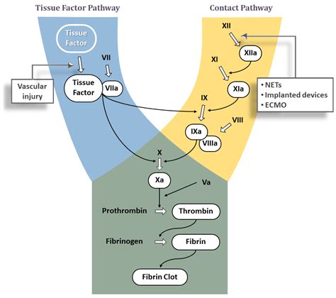 JCDD | Free Full-Text | Factor XI/XIa Inhibition: The Arsenal in Development for a New ...