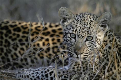 Needle in a Haystack: Finding the Elusive Arabian Leopard | Panthera